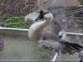 Goose TV