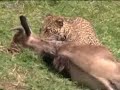 Leopard hunting  - BBC wildlife