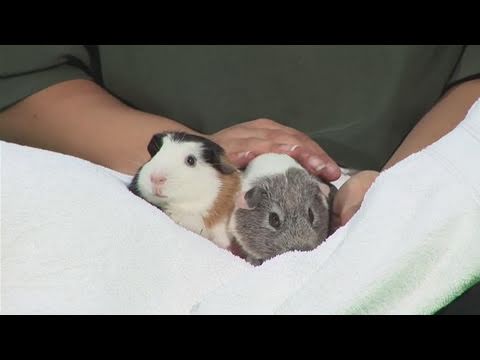 how to care guinea pig babies