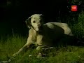 Reportaje de TVN del mejor amigo del hombre