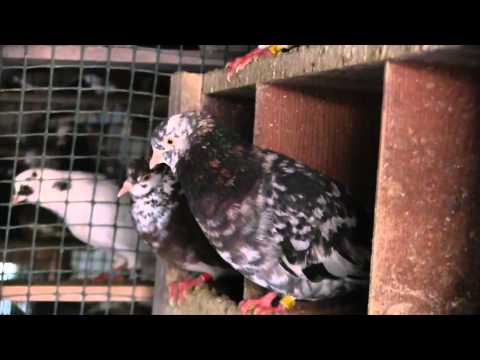 roller pigeons - 4th video of my Roller Pigeon breeding and performance! Please comment and subscribe! Thanks Call me at (510) 830-8595 or Email at zlsolivers1011@gmail.com V...