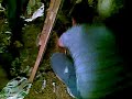 gallina hipnotizada gallina hipnotizada