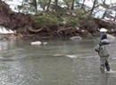 Steelhead caught Flyfishing on 18 Mile Creek