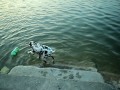 dalmation in water. Mady