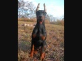Doberman