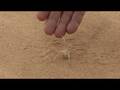 videos de Bionik: Rollende Spinne in der Wüste