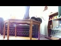 Cat Jump FAIL
