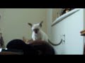 Cat Jump FAIL