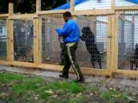 presa canario