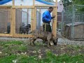 presa canario