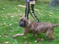 Presa Canario