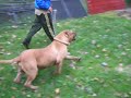 presa canario