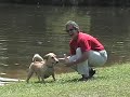 Great With Any Dog!! Great With Any Dog!!