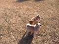 videos de 2009-01-04 A walk in the park (3)