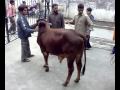 Eid ul adha 2009 bull qurbani samanabad lahore pakistan part 1/3
