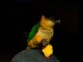 videos de caique- rikki.mov