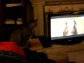 My cat watching TV again