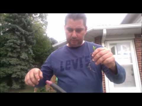 how to transplant key lime tree