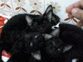 Jeddah!!! Kittens for ADOPTION #0567468656 Jeddah!!! Kittens for ADOPTION #0567468656