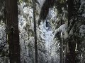 Whistler Ziplining