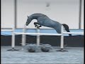 horses-ifeveryonecared