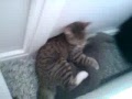 Cat Fight! Katzen Kampf!