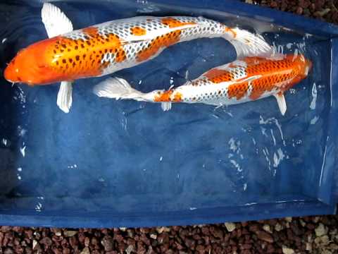 israel high quality koi from Madankoi