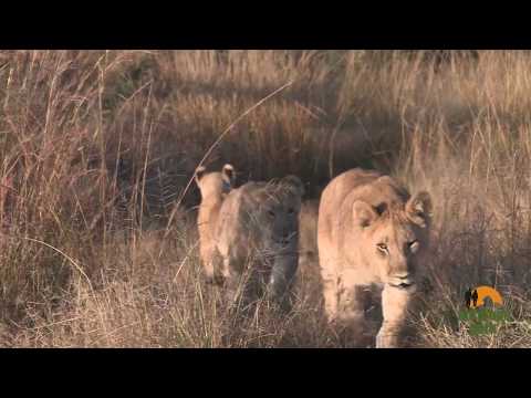 Antelope Park Promo Video