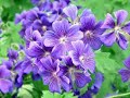 Ezginin G�nl�?� - Leyla