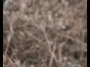 Mooseboy Clip 4
