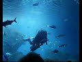 acuario de mallorca en palma de mallorca.musica del grupo 