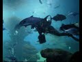 acuario de mallorca en palma de mallorca.musica del grupo 