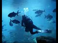 acuario de mallorca en palma de mallorca.musica del grupo 