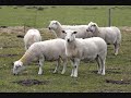 klote boerderie