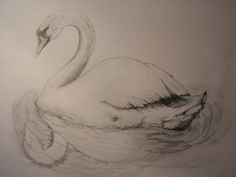 how to draw swan
