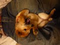うちの犬は甘えているとき�...