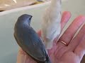 Julieg54 - gouldian finch  blue  light colour fledgeling