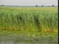 videos de The Wildlife and Scenery of Europe  Part 03