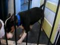 videos de Rescue pups 1st Day 003.AVI
