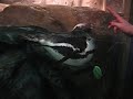 Atlanta Penguins