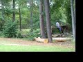 Rally (5) - TWH gelding