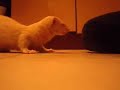 training a ferret to give a paw 3