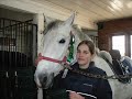 my riding school