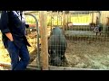 Understanding & Raising Pigs : Pig Digestion