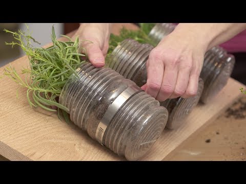 how to replant living herbs
