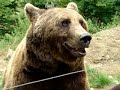 Bruno der Bär lebt noch??? Bruno der Bär lebt noch???