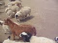 Flock of sheep and goats in Gun Galuut Nature Reserve Flock of sheep and goats in Gun Galuut Nature Reserve