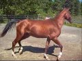 Akhal-Teke Gelding, Asil Tumay - born 2006