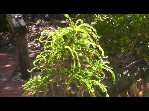 how to replant croton