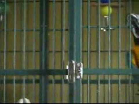 Jail Bird (Cockatoo opens locked ...